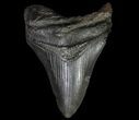 Bargain, Fossil Megalodon Tooth - Georgia #66090-2